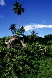 Blue-sky;-Coconut-palm;-Comoros-Archipelago;-France;-Indian-Ocean;-Kaleidos;-Kaleidos-images;-La-parole-à-limage;-Landscape;-Laurent-Abad;-Mayotte;-Palm-tree;-Stories-Pictures;-Twisted-trunk;-Vegetation